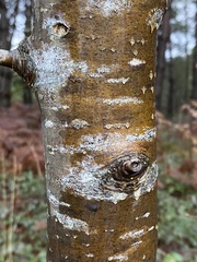 Karpatiosorbus latifolia