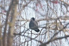 Corvus monedula
