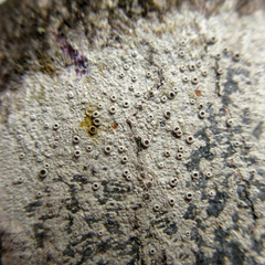 Lecania cyrtella