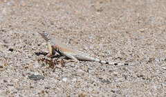 Callisaurus draconoides rhodostictus