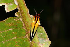 Semiotus intermedius
