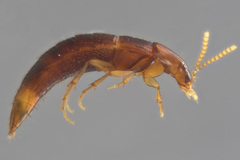 Ischnosoma suteri