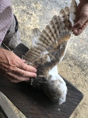 Tyto alba delicatula