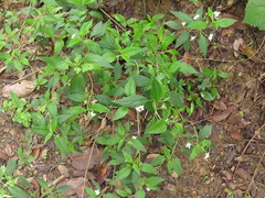 Lantana canescens