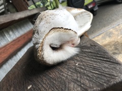Tyto alba delicatula