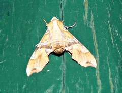 Callionima grisescens