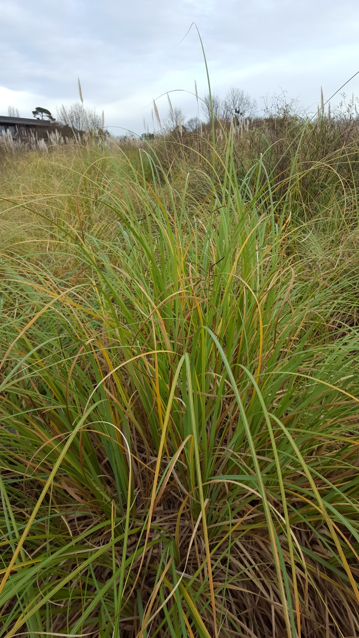 (c) François Rousseu, certains droits réservés (CC BY-NC) https://www.inaturalist.org/observations/103771527