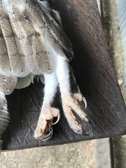 Tyto alba delicatula