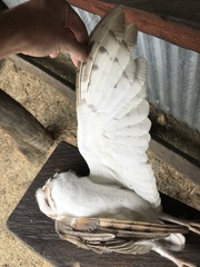 Tyto alba delicatula