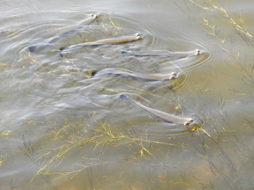 Pacific foureyed fish (Anableps dowei) — Anablepidae — 2
