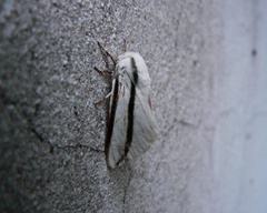 Giacomellia bilineata