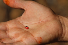 Rhynchosia precatoria