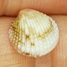 Papillicardium papillosum - Photo (c) anasacuta, algunos derechos reservados (CC BY), subido por anasacuta