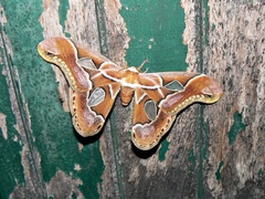 Rothschildia arethusa