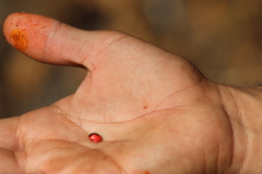 Rhynchosia precatoria