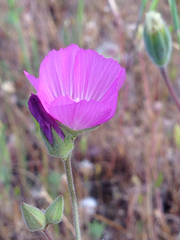 Sidalcea hartwegii