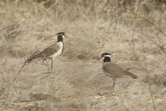 Vanellus tectus tectus