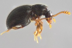 Brachycepsis