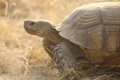 Centrochelys sulcata