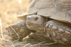 Centrochelys sulcata