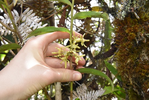 Epidendrum aggregatum