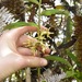 Epidendrum aggregatum - Photo (c) arethusa, algunos derechos reservados (CC BY-NC), uploaded by arethusa