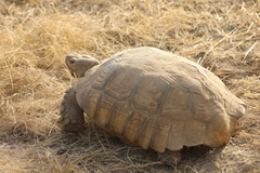 Centrochelys sulcata