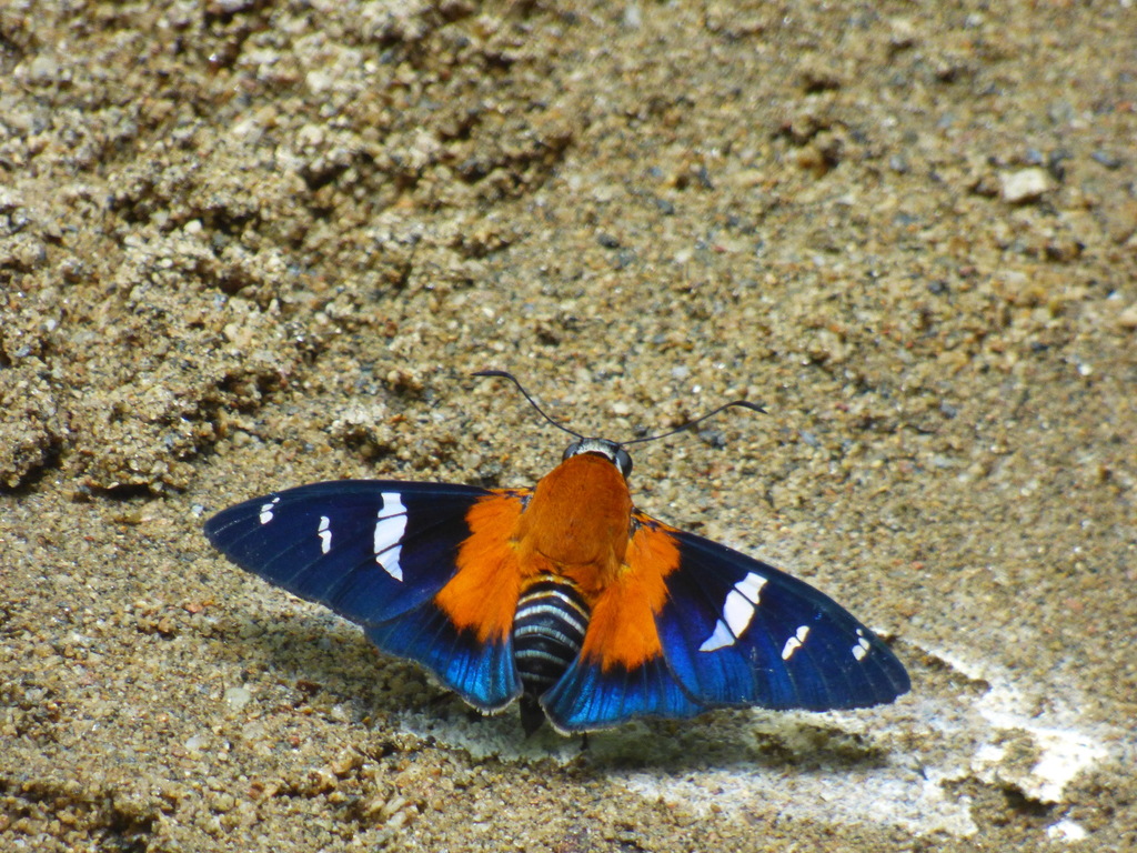 Yanguna cosyra