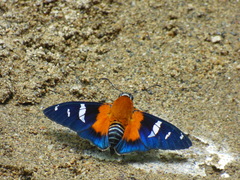 Yanguna cosyra