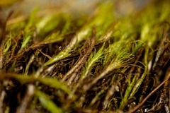 Distichium capillaceum