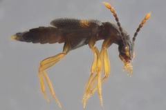 Lesteva pallipes