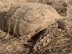 Centrochelys sulcata