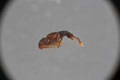 Euboarhexius perscitus