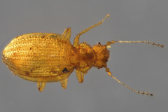 Dasycerus carolinensis