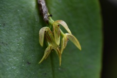 Pleurothallis matudana