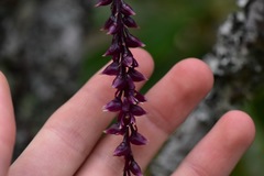Epidendrum coryophorum