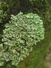 Physcia atrostriata