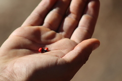 Rhynchosia precatoria