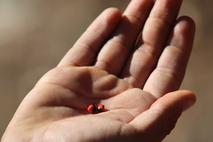 Rhynchosia precatoria