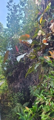 Philodendron erubescens