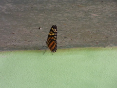 Tithorea harmonia