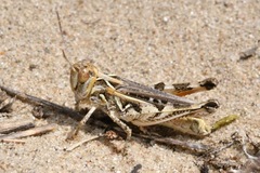 Dociostaurus brevicollis