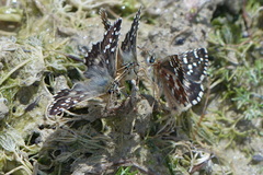 Pyrgus cirsii