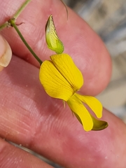 Rhynchosia caribaea