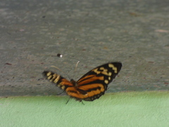 Tithorea harmonia