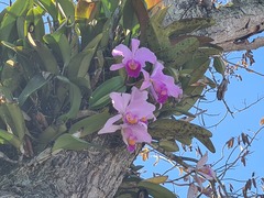 Cattleya trianae