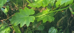 Philodendron lacerum