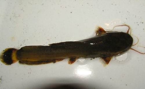 Sampa (Heterobranchus longifilis) — Clariidae — 3