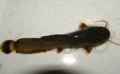 Heterobranchus longifilis