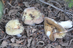 Russula amoenicolor
